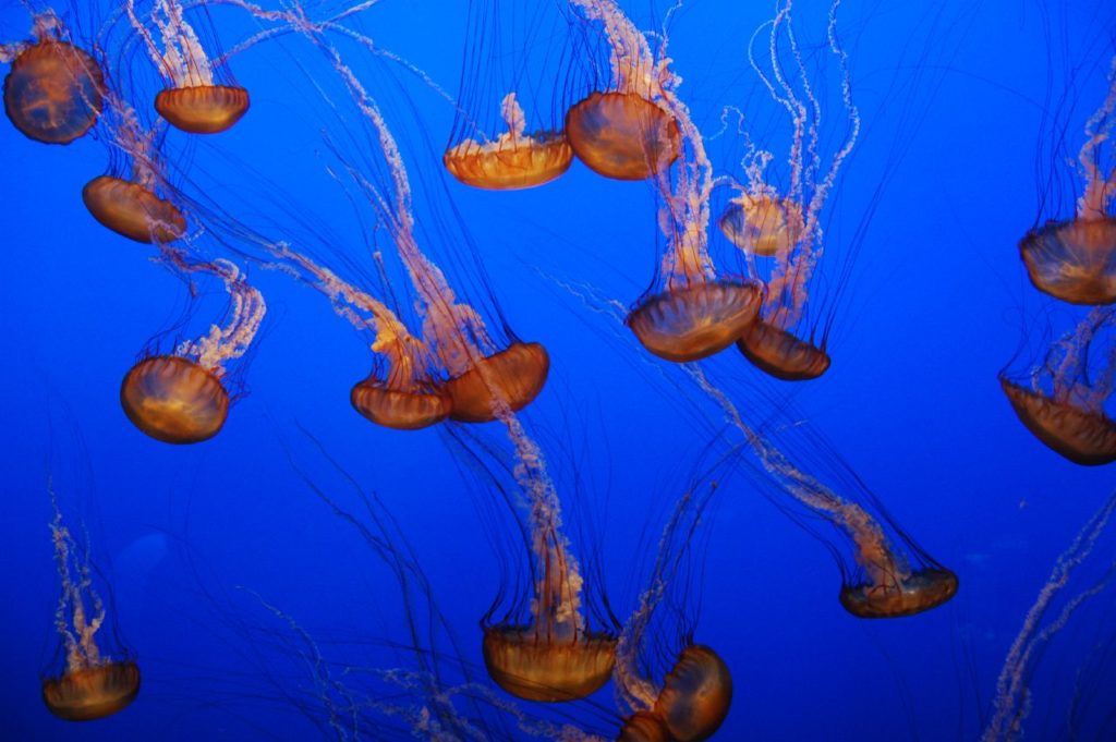 meduse2