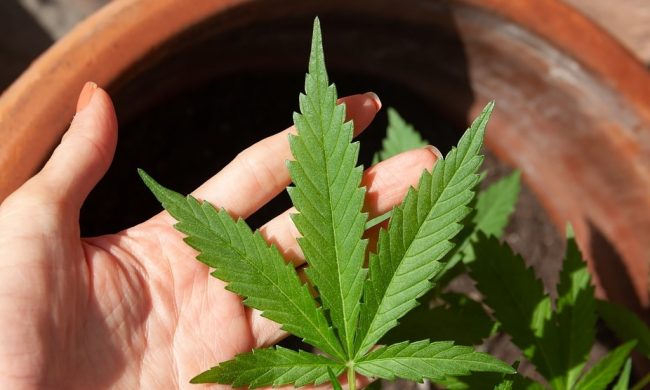 marijuana