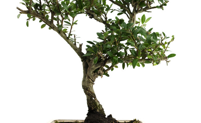 Bonsai da esterno