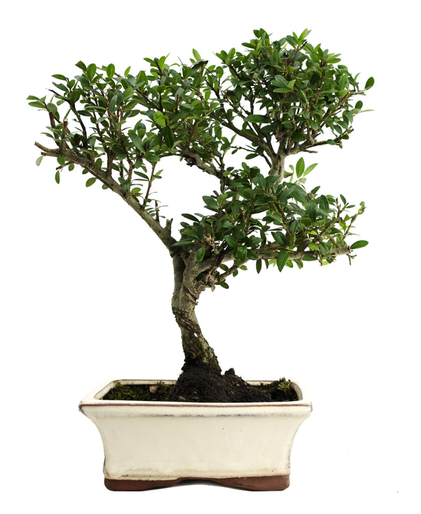 Bonsai da esterno