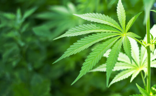 Cannabis Online