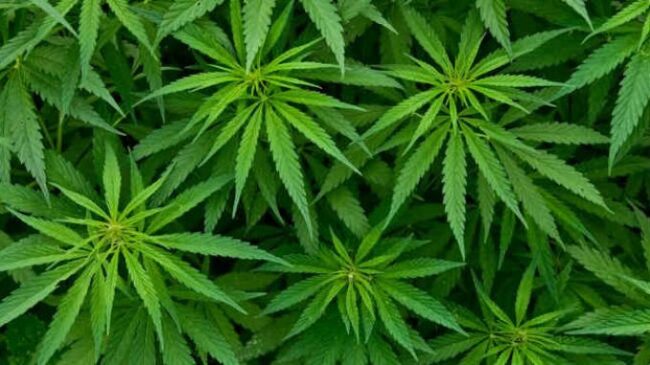olio cbd
