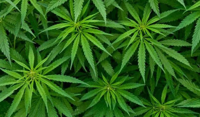 olio cbd